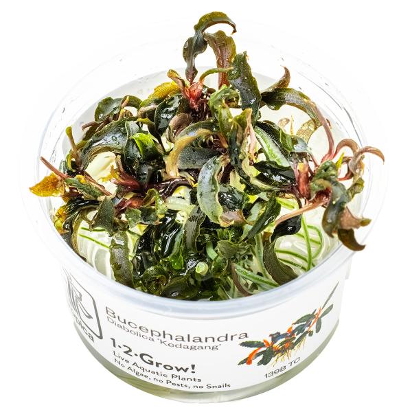 Bucephalandra 'Kedagang'